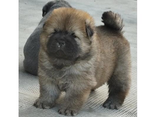 Čau Čau Chow Chow